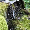 Click image for larger version

Name:	MOSS MESS.jpg
Views:	142
Size:	124.2 KB
ID:	1705898