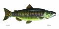 Click image for larger version

Name:	Salmon_chum_fish_oncorhynchus_keta.jpg
Views:	239
Size:	41.6 KB
ID:	1974281